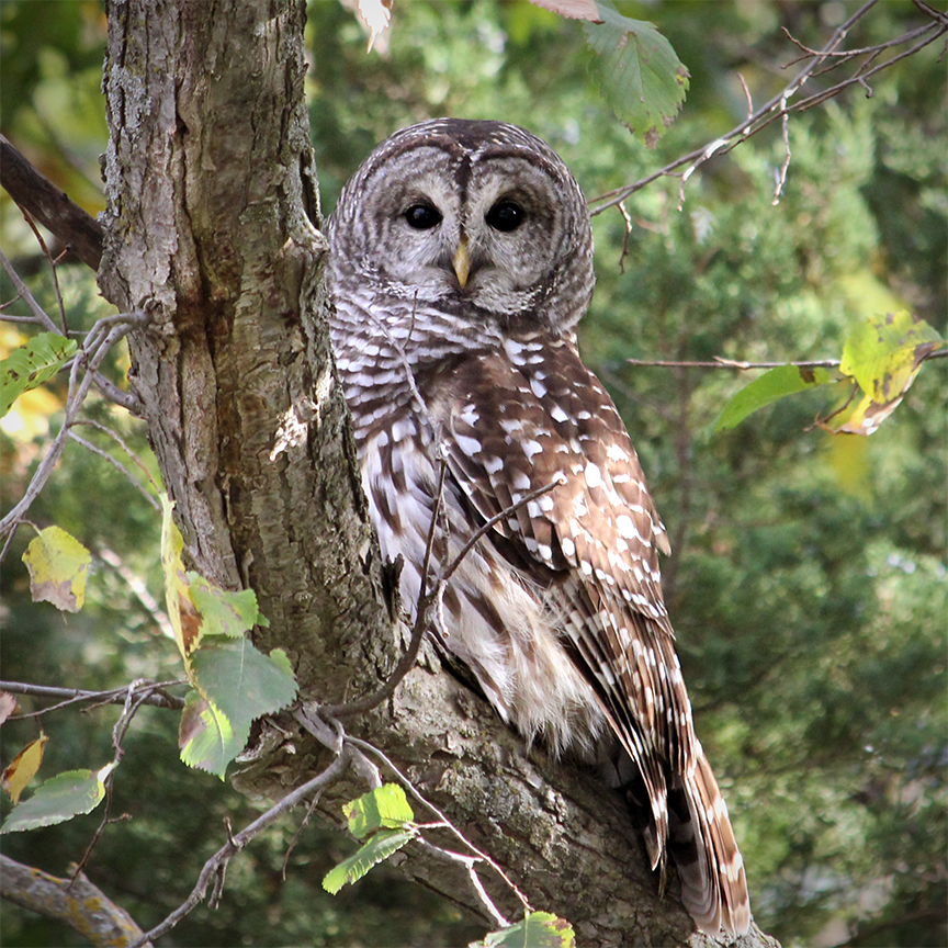 barredowl101113