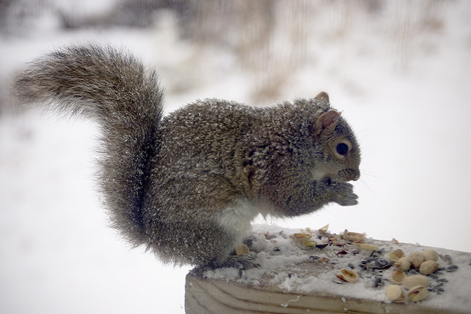 squirrel020414