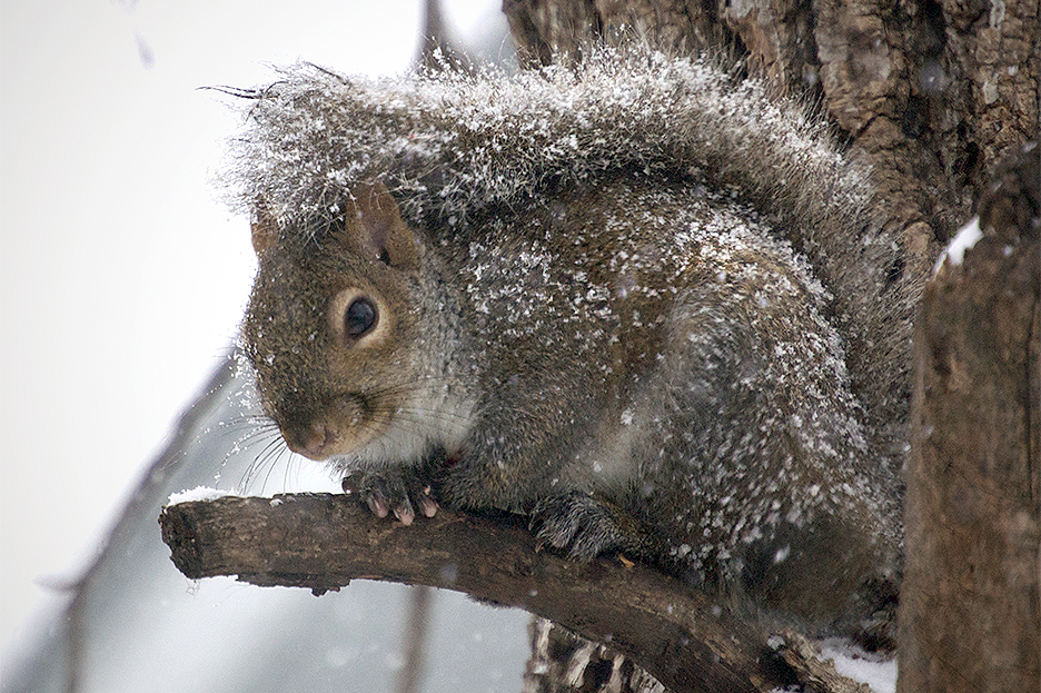 squirrel020414a